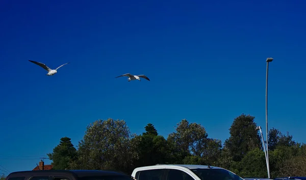 Dos Gaviotas Volando Parte Superior Coches Árboles Con Cielo Azul — Foto de Stock