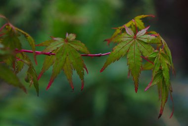 Kırmızı uçlu marihuana yapraklarının görüntüsünü kapat