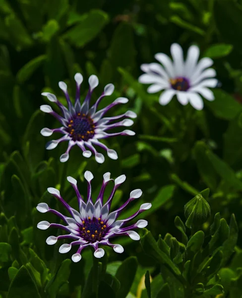 African Daisy Flowers Wild Green Grass — Stock Photo, Image