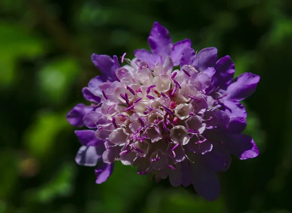 Flores Púrpuras Con Muchos Pétalos Fondo Verde Suavemente Borroso — Foto de Stock