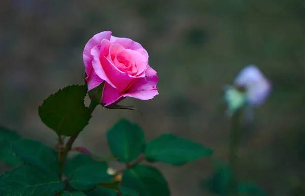 Close View Pink Roses Blooming Naturally — Stock Photo, Image