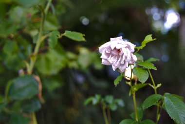 Sağlıksız yapraklarla solmuş çiçeklerin manzarasını kapat