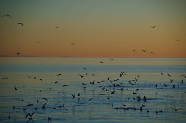 Gün batımında turuncu gökyüzü ile denizde uçan kuşlar.