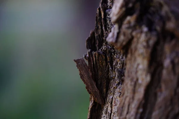 Vista Ravvicinata Del Peeling Della Corteccia Degli Alberi — Foto Stock