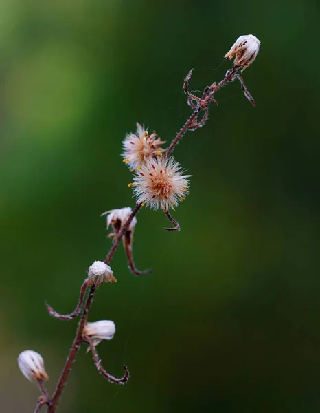 緑の背景がぼやけて野生の花を咲かせます — ストック写真