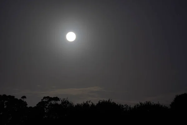 Moon Shining Evening Silhouette Trees — Stock Photo, Image