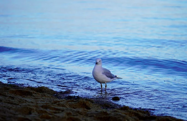 Une Mouette Debout Plage Près Eau — Photo