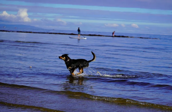Cão Molhado Que Volta Para Mar Com Uma Pessoa Remo — Fotografia de Stock
