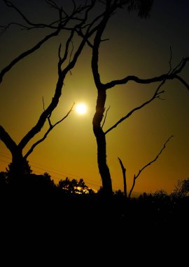 Ortasında güneş parlayan ağaç siluetleri.