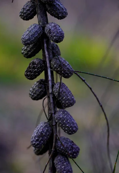 Filas Cono Pino Bebé Con Fondo Natural Suavemente Borrosas — Foto de Stock