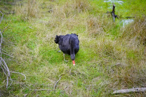 Schwarzer Schwan Frisst Mitten Auf Der Wiese — Stockfoto