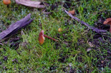 Düşen mantarın yarısı otla dolu.