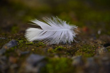 Beyaz kuş tüyü yerde, doğa arka planı hafifçe bulanık.