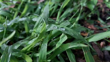 Yeşil çimenlikteki su damlacıklarını kapat