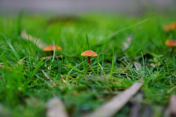 Vista Cerca Hongos Color Naranja Sobre Hierba Verde —  Fotos de Stock