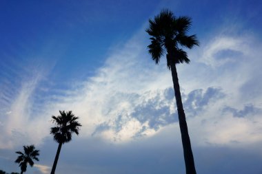 Mavi gökyüzüne karşı palmiye ağaçları, gün batımı. Fujisawa, Katase Nishihama plajı. Japonya