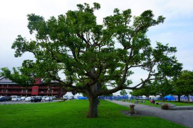 Kanagawa Bölgesi Japonya - 12 Eylül 2019: güzel ağaç. Arka planda Yokohama Kırmızı Tuğla Deposu alışveriş merkezi