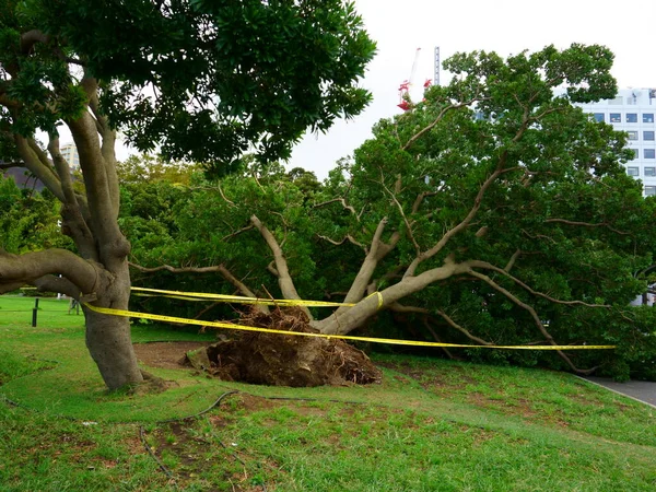 Träd Avverkad Tyfon Yamashita Park Offentlig Park Naka Ward Yokohama Stockfoto