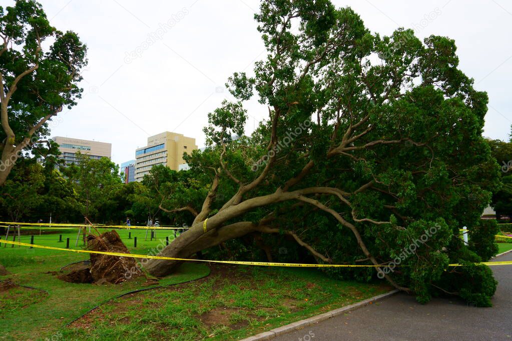 Kanagawa Prefecture  Japan - Sept 12, 2019: Tree felled by typhoon. Yamashita Park public park in Naka Ward, Yokohama