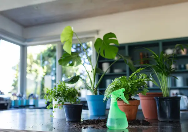 Gros Plan Des Plantes Dans Des Pots Sur Table Dans — Photo