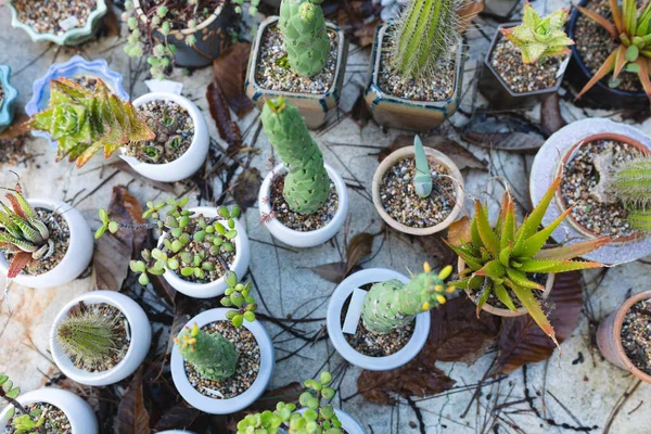Varias Plantas Suculentas Cactus Que Crecen Macetas Centro Jardinería Vivero — Foto de Stock