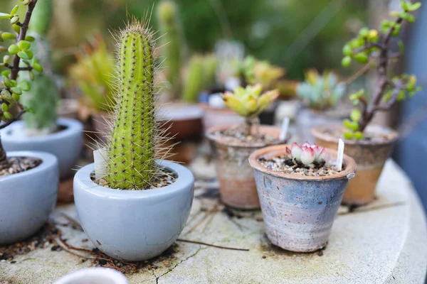 Különböző Zamatos Kaktusznövények Nőnek Cserépben Kertészeti Központban Szakosodott Bonsai Növényóvoda — Stock Fotó