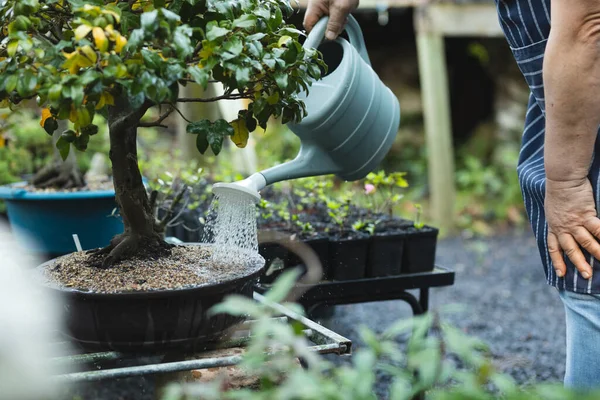 Hands Male Gardener Watering Bonsai Tree Garden Centre Specialist Working — Stock Photo, Image