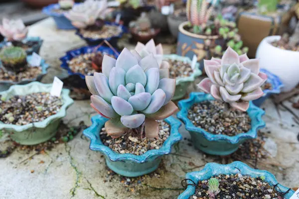 Verschiedene Sukkulenten Und Pflanzen Töpfen Gartencenter Spezialisierte Bonsai Gärtnerei Unabhängiger — Stockfoto