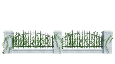 3d Render Ivy Bitkileri beyaz arkaplanda izole edildi
