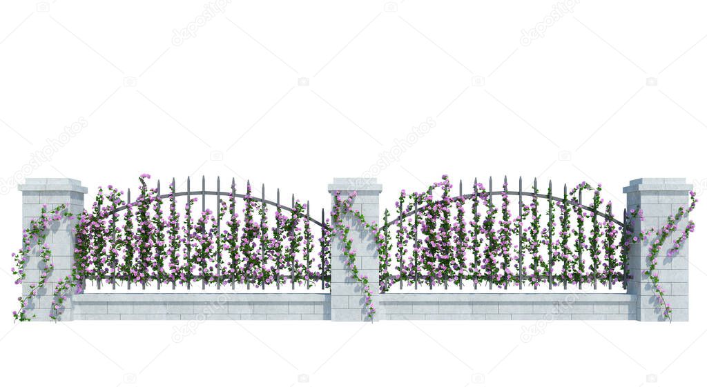 3d Render Ivy Plants  Isolated  on white background