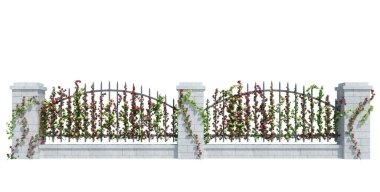 3d Render Ivy Bitkileri beyaz arkaplanda izole edildi