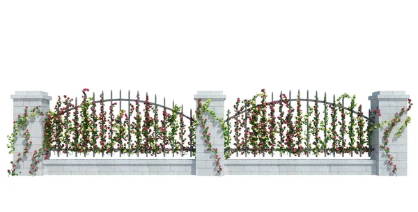 Render Ivy Växter Isolerad Vit Bakgrund — Stockfoto