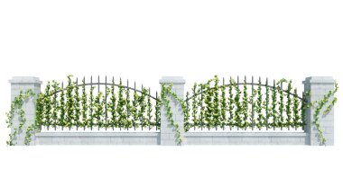 3d Render Ivy Bitkileri beyaz arkaplanda izole edildi