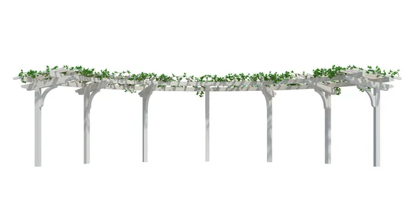 Render Ivy Plantes Isolées Sur Fond Blanc — Photo