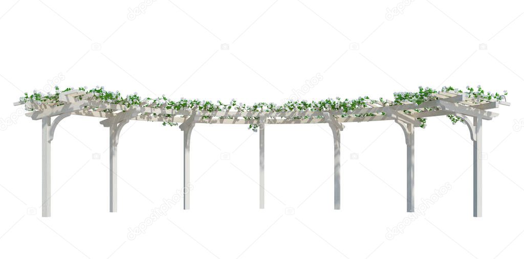 3d Render Ivy Plants  Isolated  on white background