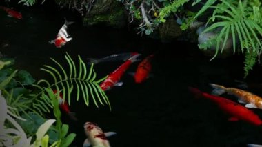 Japon Koi balığı su bahçesinde yüzer, süslü sazan balığı, koi balığı gölette yüzer.