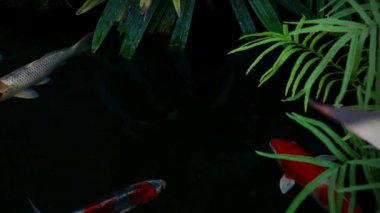 Japon Koi balığı su bahçesinde yüzer, süslü sazan balığı, koi balığı gölette yüzer.