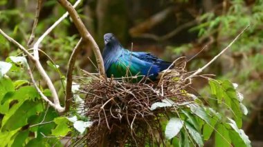 Güzel bir kuş ağaçta yaşar.