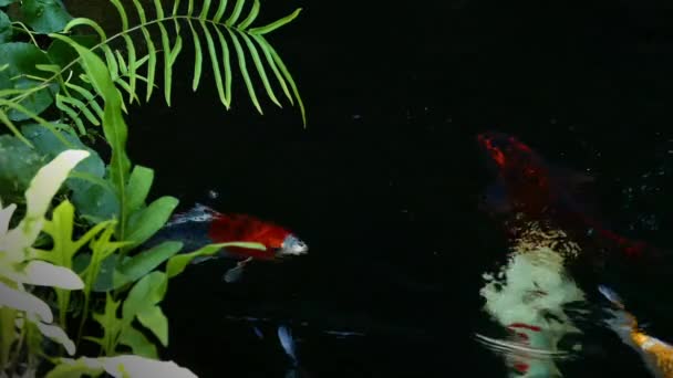 Giappone Pesci Koi nuotare in un giardino acquatico, pesci carpa fantasia, pesci koi, pesci Koi nuotare nello stagno — Video Stock