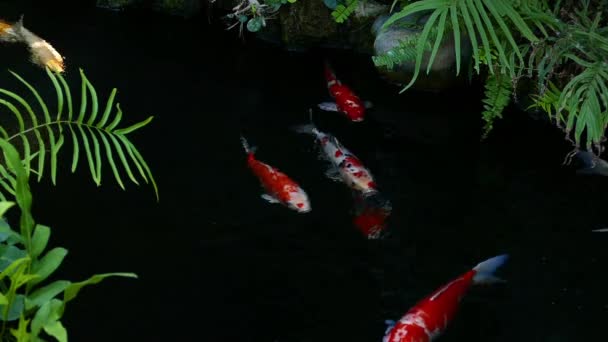 Giappone Pesci Koi nuotare in un giardino acquatico, pesci carpa fantasia, pesci koi, pesci Koi nuotare nello stagno — Video Stock