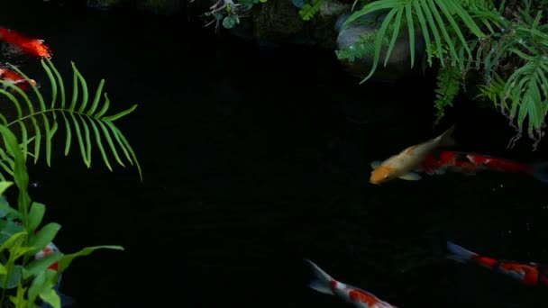 Japón Koi peces nadando en un jardín de agua, peces carpa de lujo, peces koi, peces Koi nadar en el estanque — Vídeos de Stock