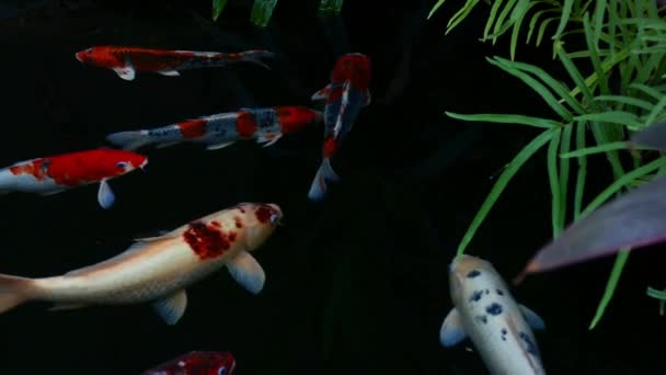 Japán Koi hal úszás egy vízikertben, puccos ponty hal, koi hal, Koi hal úszni a tóban — Stock videók