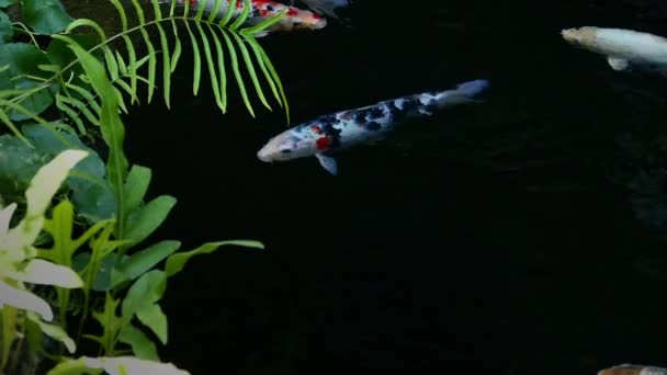 Giappone Pesci Koi nuotare in un giardino acquatico, pesci carpa fantasia, pesci koi, pesci Koi nuotare nello stagno — Video Stock