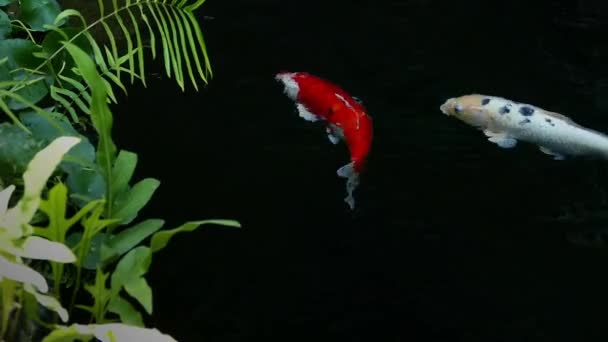 Japan Koi ψάρια που κολυμπούν σε ένα κήπο με νερό, φανταχτερά ψάρια κυπρίνου, ψάρια koi, ψάρια Koi κολυμπούν στη λίμνη — Αρχείο Βίντεο