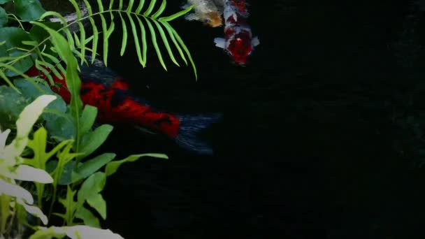 Japon Poissons koï nageant dans un jardin aquatique, poissons carpes fantaisie, poissons koï, poissons koï nager dans l'étang — Video