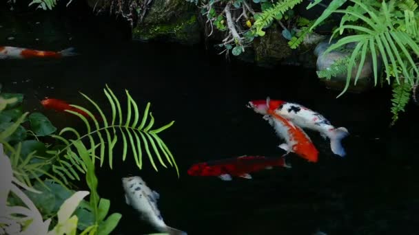 Japan Koi fish swimming in the water garden, fancy carp fish, koi fish, Koi Fish плаває в ставку — стокове відео