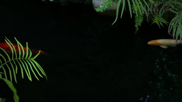 Japan Koi vis zwemmen binnen het water tuin, fancy karper vis, koi vissen, Koi Fish zwemmen in de waterplas — Stockvideo