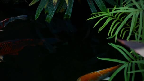 Japan Koi-Fische schwimmen in einem Wassergarten, ausgefallene Karpfenfische, Koi-Fische, Koi-Fische schwimmen im Teich — Stockvideo