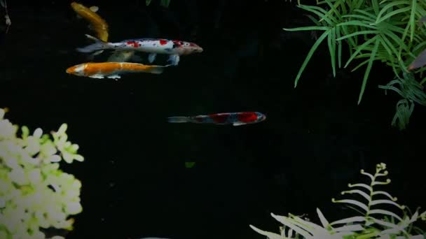 Japón Koi peces nadando en un jardín de agua, peces carpa de lujo, peces koi, peces Koi nadar en el estanque — Vídeos de Stock