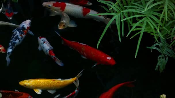 Japan Koi vis zwemmen binnen het water tuin, fancy karper vis, koi vissen, Koi Fish zwemmen in de waterplas — Stockvideo